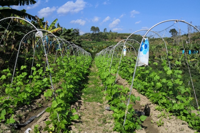 水溶性肥料怎么选？水溶肥选购技巧