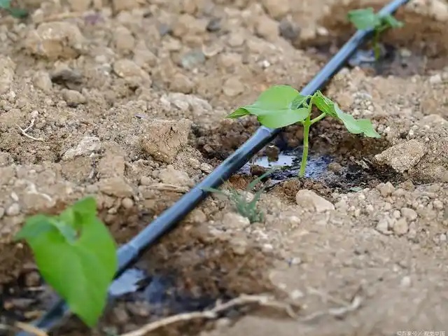 水溶肥施用方法与使用注意事项