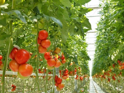 大棚番茄夏季管理
