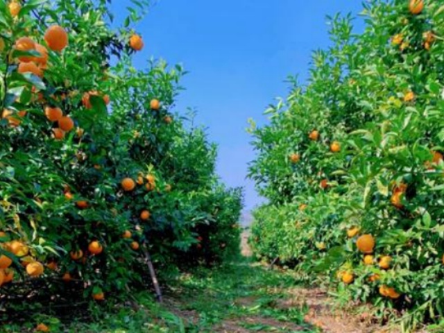 水溶肥的种类与产品标准