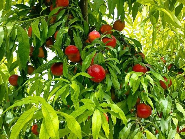 影响果实膨果、着色、增甜的关键营养元素