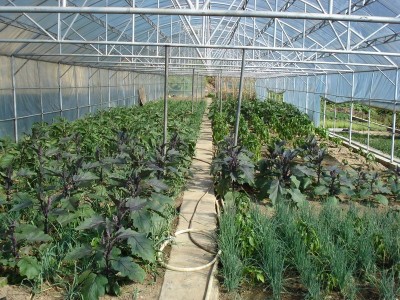秋季蔬菜种植如何管理温湿度？水溶肥厂家告诉你