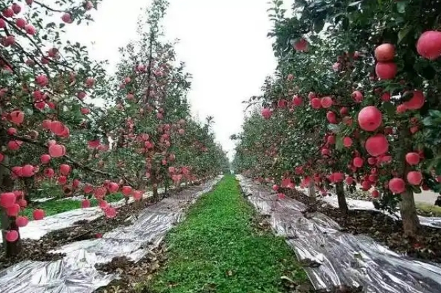 苹果树各时期怎么浇水