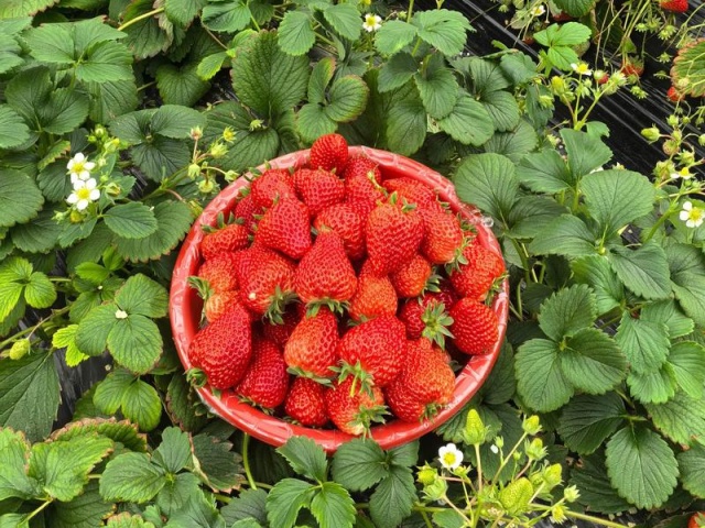 草莓需肥特性与施肥方案