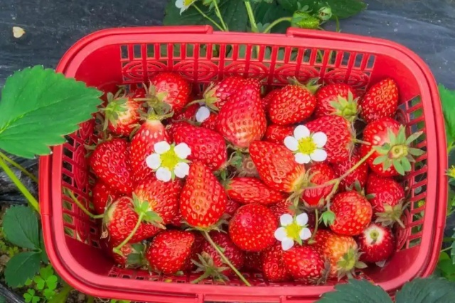 草莓需肥特性与施肥方案