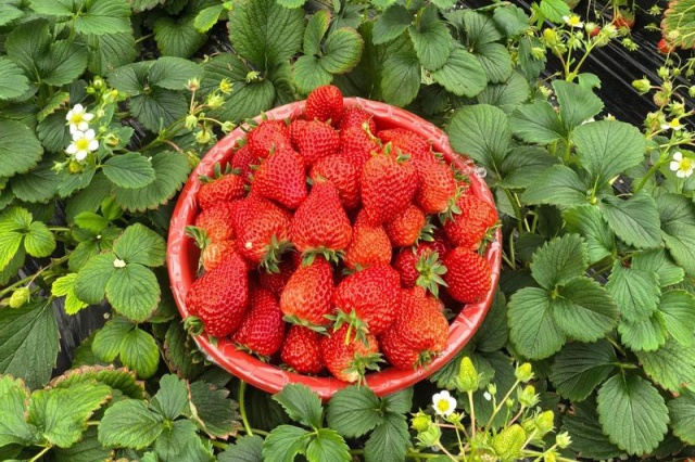 草莓需肥特性与施肥方案