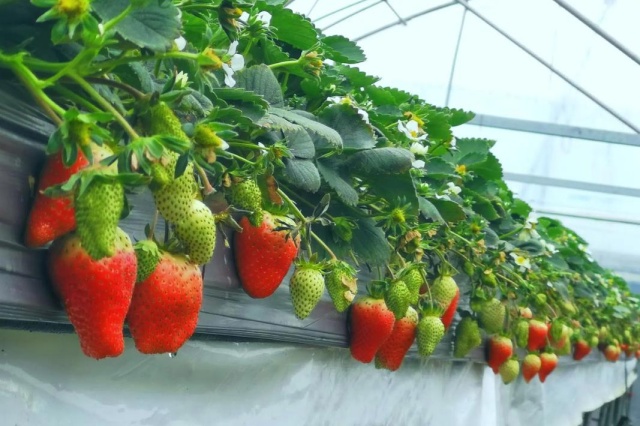 草莓需肥特性与施肥方案