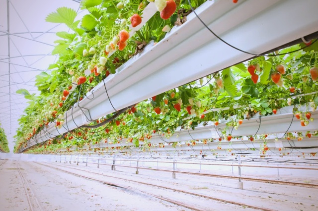 水溶肥是冲施肥吗