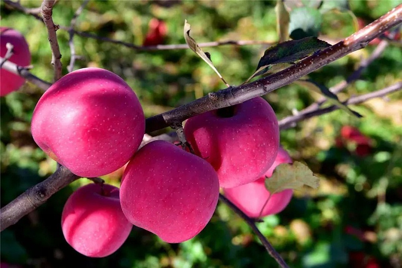 苹果施肥方法？苹果膨果期怎么用肥？