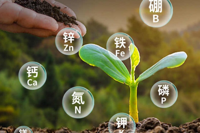 中微量元素肥作用