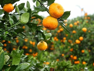 柑橘大小年怎么控制
