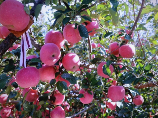 水溶肥施用注意事项
