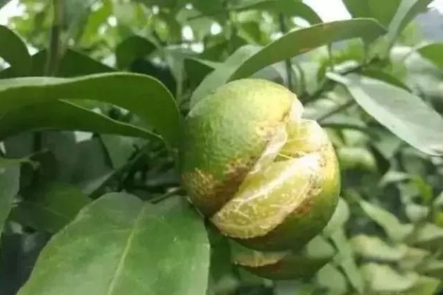作物钙镁硫等中量元素缺乏症状识别