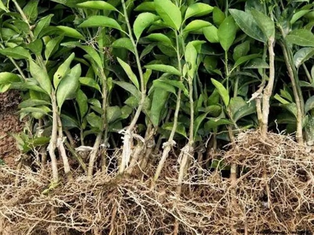 土壤微生物与土壤健康