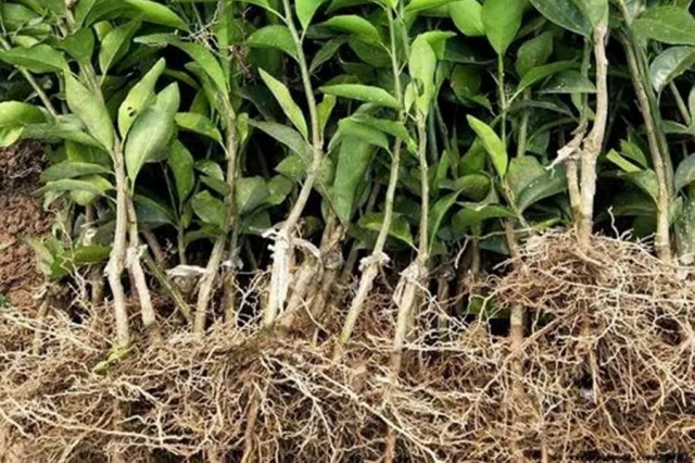 土壤微生物与土壤健康