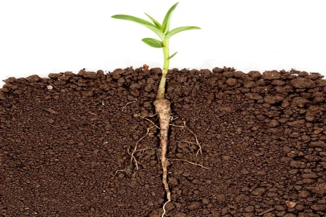 土壤微生物与土壤健康