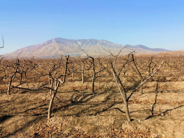 果园冬季病虫害防治措施