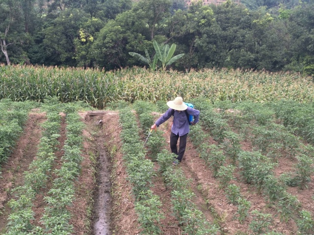水溶肥这样用效果更好