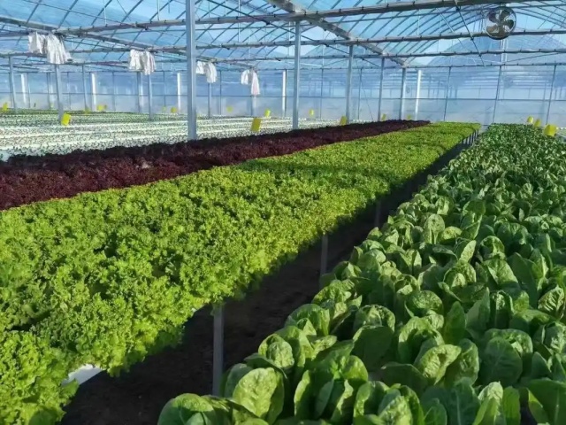 生物菌肥使用误区与技巧