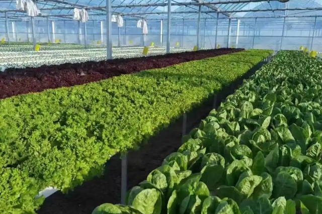 生物菌肥使用误区与技巧