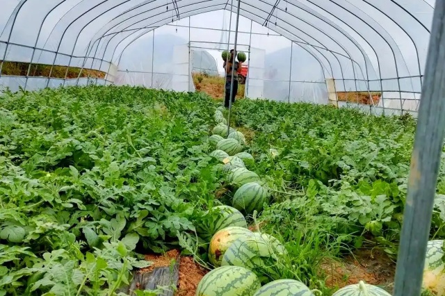 生物菌肥使用误区与技巧