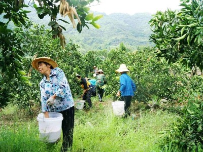 果树春季施肥