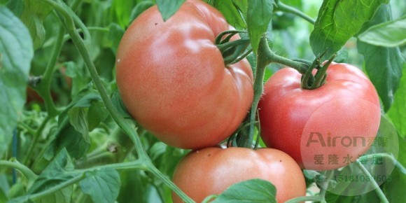 硒肥 | 价格翻倍！番茄种植基地携手Airon爱隆富硒肥料育出富硒番茄！