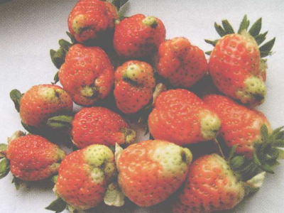 草莓绿尖