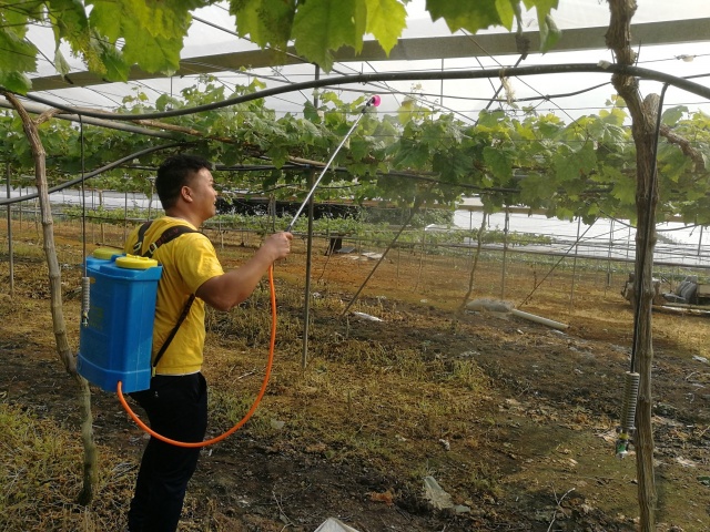 微肥的作用和使用方法