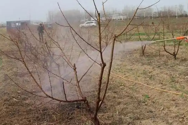 果树春季管理