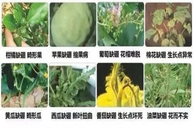 作物缺硼的症状