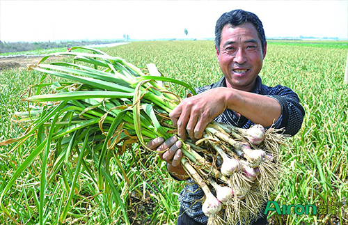 种植大蒜用什么肥料好？大蒜田间管理