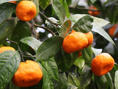 柑橘水溶肥怎么施效果好？爱隆水溶性肥料怎么用？