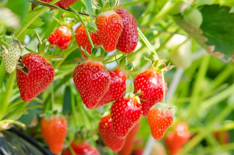 草莓秋季怎么施底肥？草莓丰产的关键你了解吗？