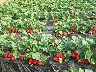 草莓秋季怎么施底肥？草莓丰产的关键你了解吗？