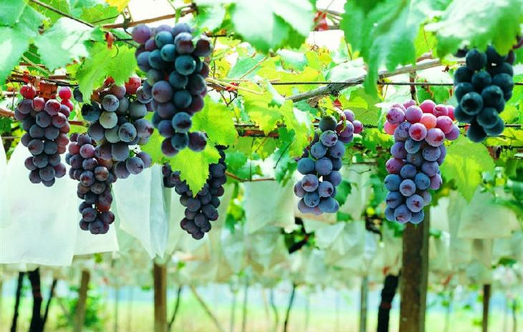 钾对葡萄生长的作用