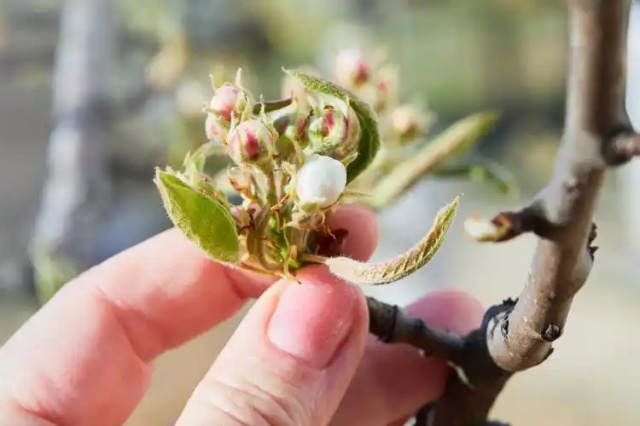 苹果树春季管理