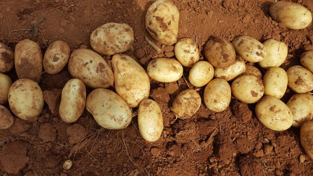 影响马铃薯产量的因素