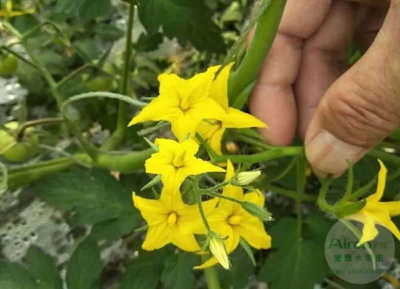 高磷型水溶肥