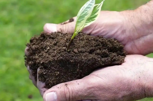 如何正确使用生物菌肥