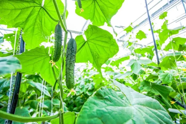 如何正确使用生物菌肥