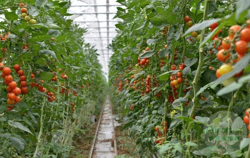 冬季大棚小番茄种植技术