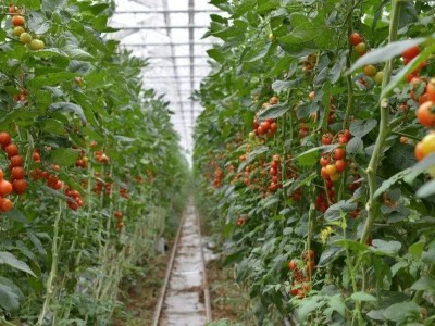 冬季大棚小番茄种植技术