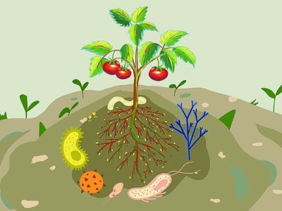 根系微生物对作物的作用