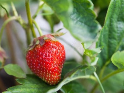 草莓如何预防软果