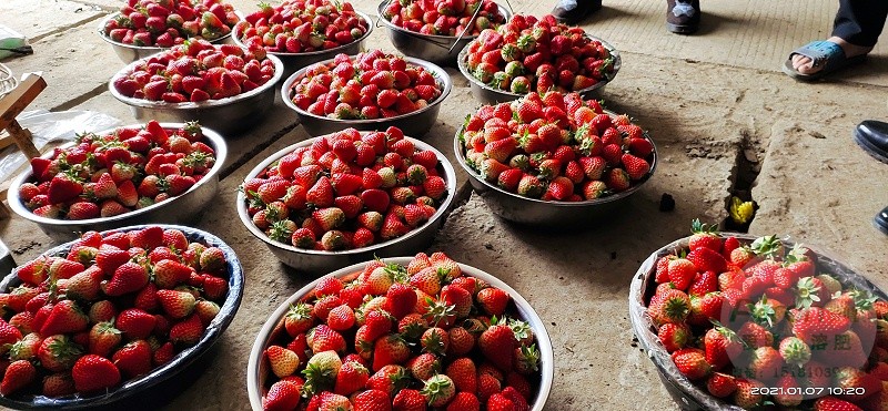 草莓如何预防软果