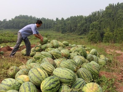 西瓜底肥用什么肥料好