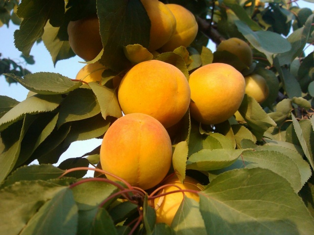 怎么鉴别进口水溶肥的真假