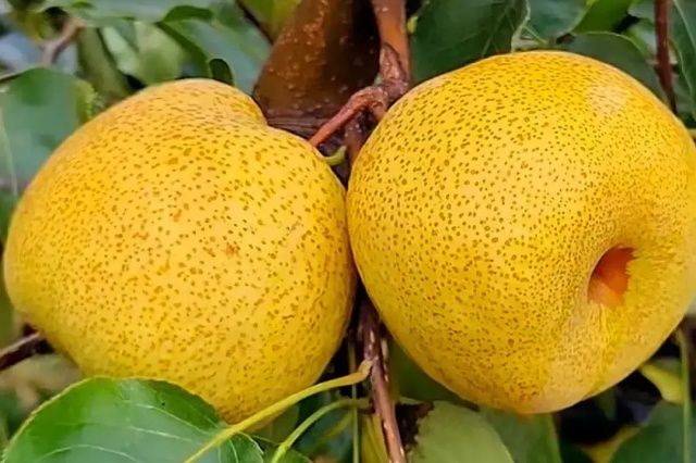 果树秋季管理