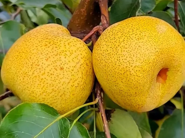 果树秋季管理